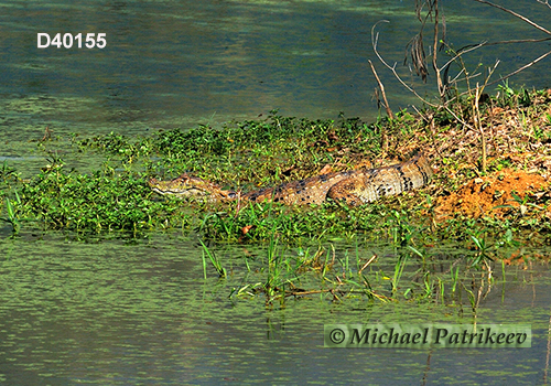 Broad-snouted Caiman (Caiman latirostris)